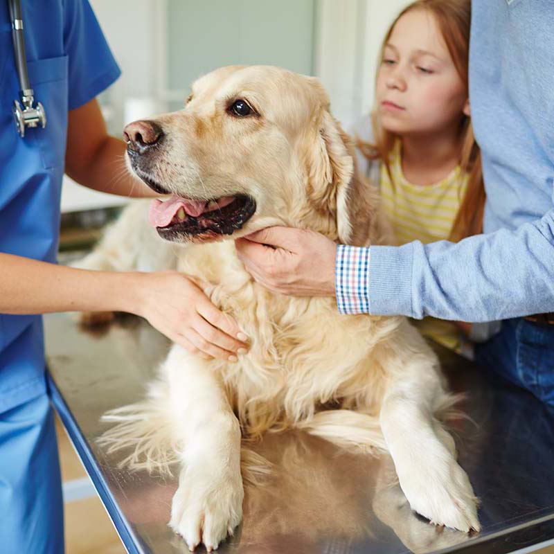 Veterinary Leadership Program Veterinary Leadership Program