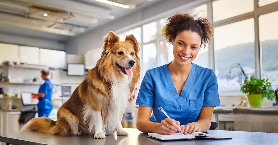recognize effort in your veterinary practice