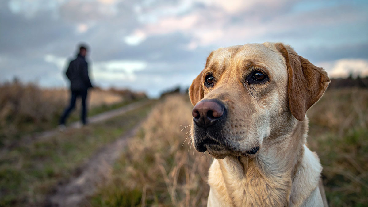 disengaged team veterinary leadership