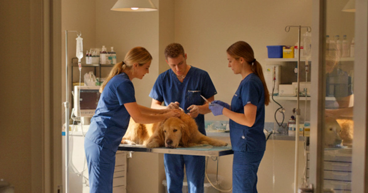 Assess Your Veterinary Team Engagement VetLead Assess Your Veterinary Team Engagement VetLead