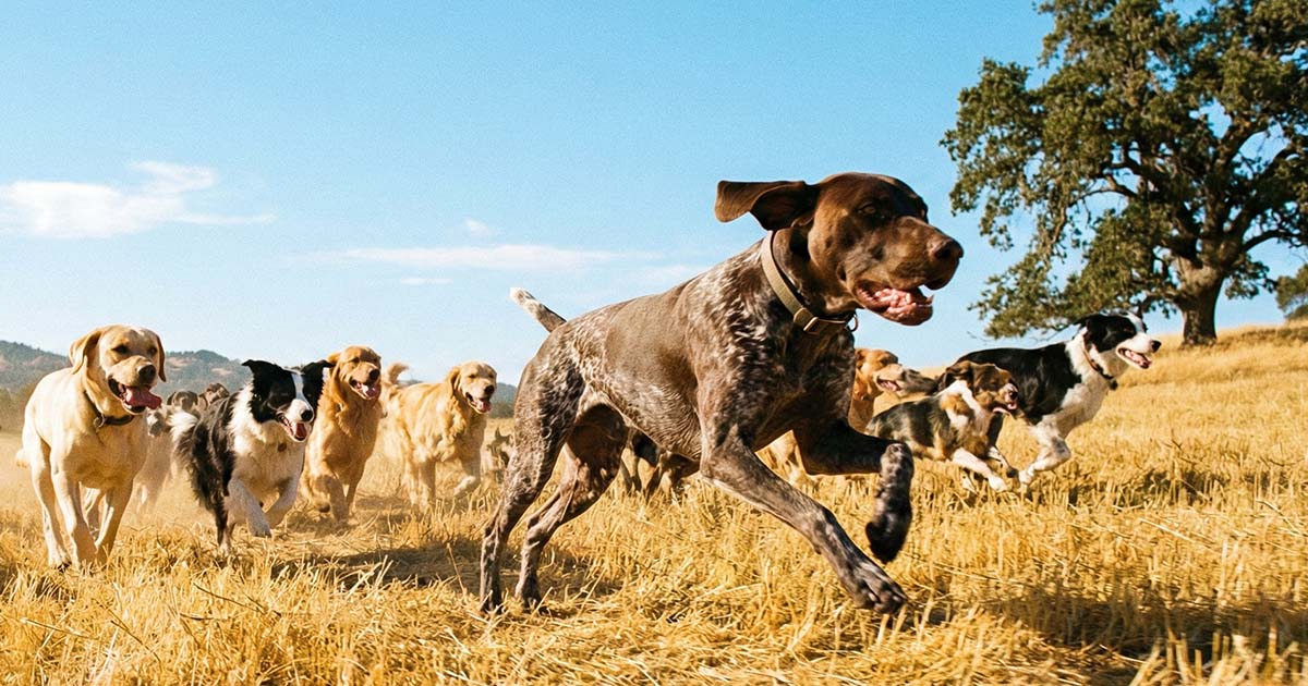 What It Looks Like When Leaders Go First VetLead What It Looks Like When Leaders Go First